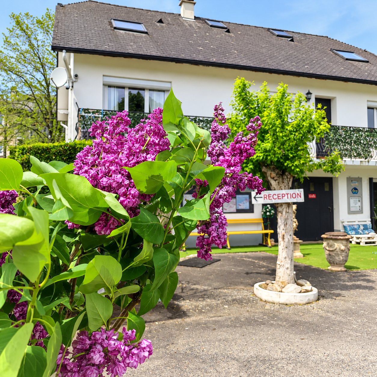 Des grappes de lilas violet en gros plan devant une maison blanche à toit d'ardoise, avec un panneau fléché indiquant la réception sur un arbre.